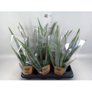 Aloe vera
