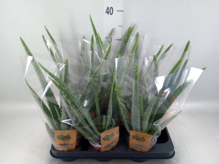<h4>Aloe vera</h4>