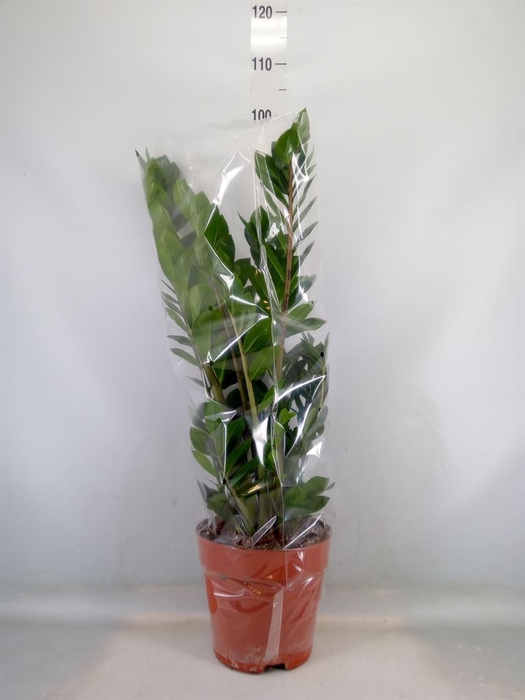 <h4>Zamioculcas zamiifolia</h4>