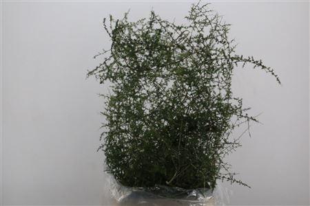 <h4>ASP DENS SPRENGERI</h4>