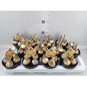 Narcissus LC 'Bright Corsage'