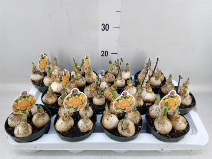 <h4>Narcissus LC 'Bright Corsage'</h4>