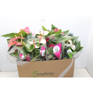 ANTHURIUM VARIADO P15
