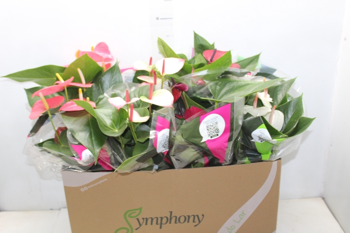 <h4>ANTHURIUM VARIADO P15</h4>