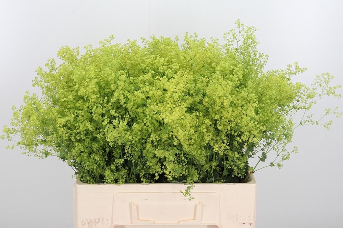 <h4>Alchimella Robusta</h4>