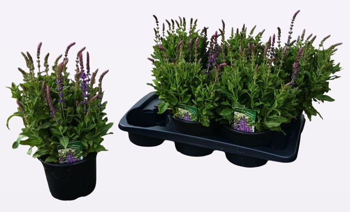 <h4>SALVIA NE OSTFRIESL</h4>