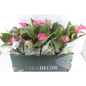 ANTHURIUM P15 ROSA