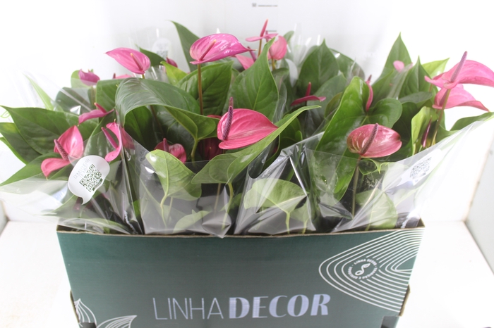 ANTHURIUM P15 ROSA