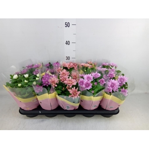Chrysanthemum   ..rosebud mix