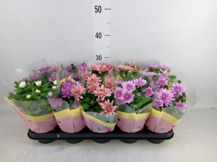 <h4>Chrysanthemum ..rosebud mix</h4>