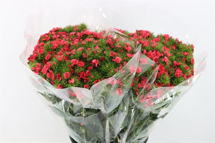 <h4>Di Barb Pink</h4>