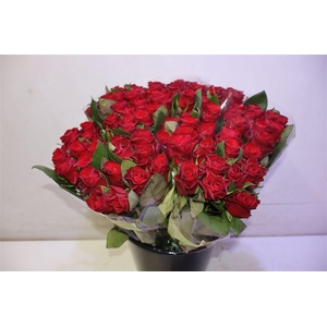 R Gr Red Tacazzi+ X10