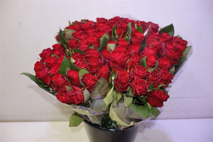 <h4>R Gr Red Tacazzi+ X10</h4>