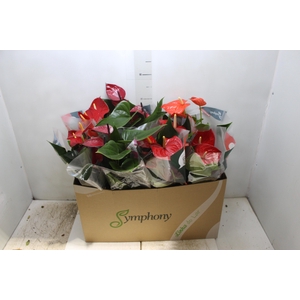 ANTHURIUM VARIADO P15