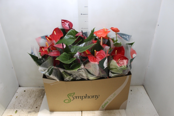 <h4>ANTHURIUM VARIADO P15</h4>