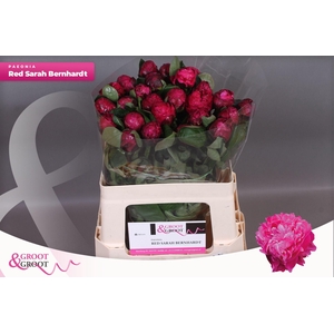 Paeonia Red Sarah Bernhardt