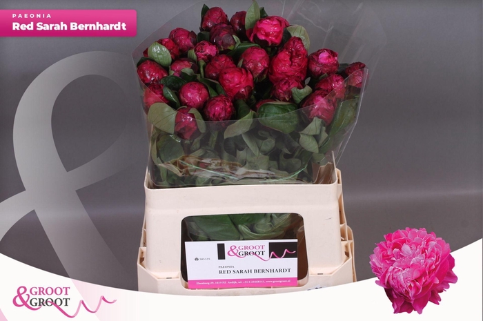 <h4>Paeonia Red Sarah Bernhardt</h4>