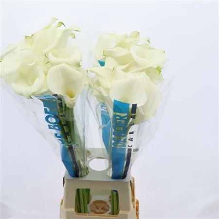 <h4>Calla Ventura</h4>