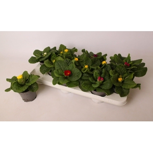 Primula acaulis Paradiso mix (rauw)