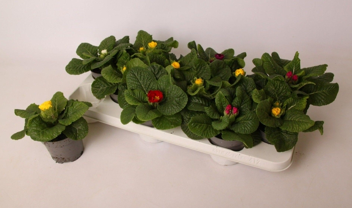<h4>Primula acaulis Paradiso mix (rauw)</h4>