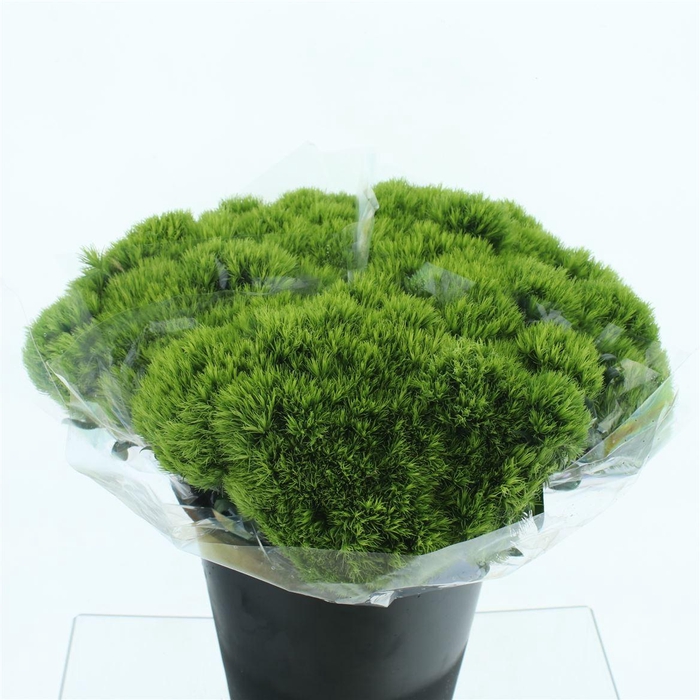 <h4>Di Barb Green Wicky Extra X30</h4>