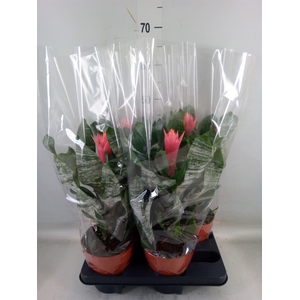 Aechmea   ...