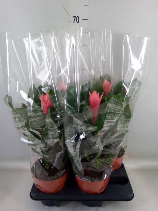 <h4>Aechmea   ...</h4>