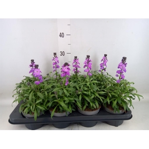 Erysimum  'Super Bowl Mauve'