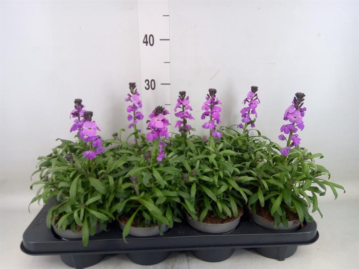<h4>Erysimum  'Super Bowl Mauve'</h4>