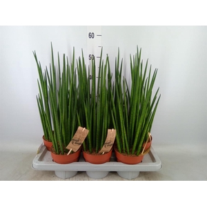 Sansevieria bacularis