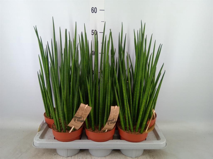 <h4>Sansevieria bacularis</h4>