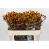 Anigozanthos Gold Fever