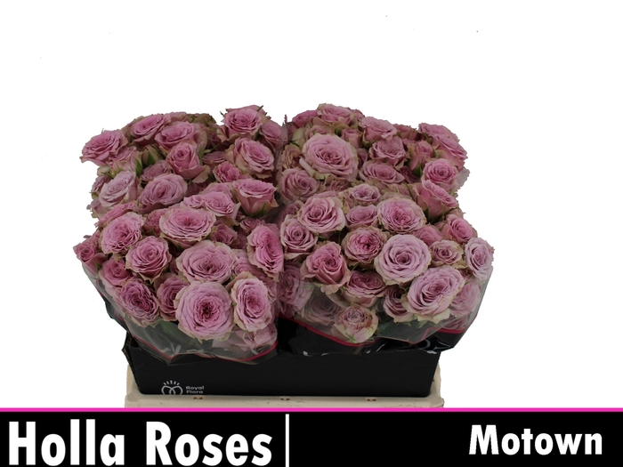 <h4>R TR MOTOWN</h4>