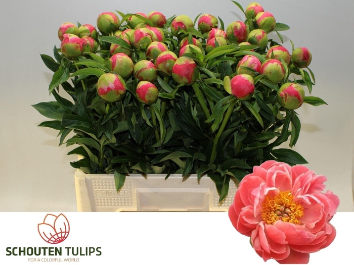 <h4>PAEO CORAL CHARM</h4>