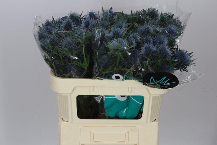 <h4>Eryngium Magnet</h4>