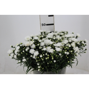 ASTER MARIANA 040 CM
