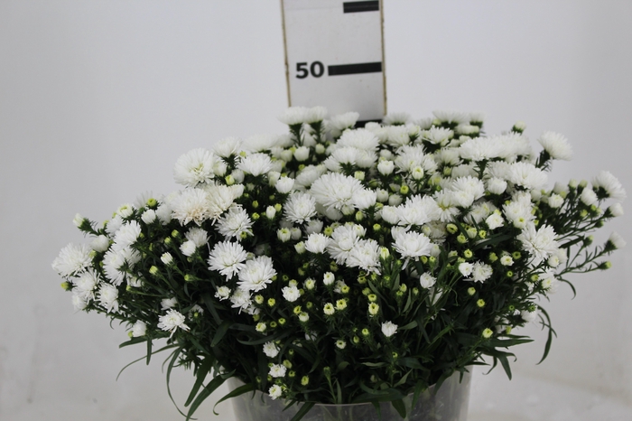 <h4>ASTER MARIANA 040 CM</h4>