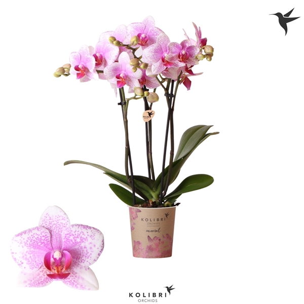 <h4>Kolibri Orchids Phalaenopsis Rotterdam 3 spike</h4>