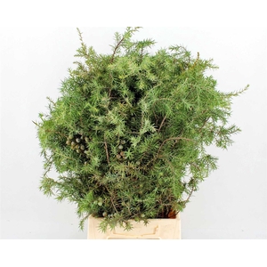 Juniperus Per Bos