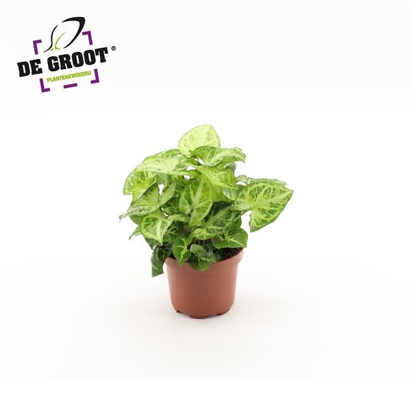 <h4>Syngonium 'Arrow'</h4>