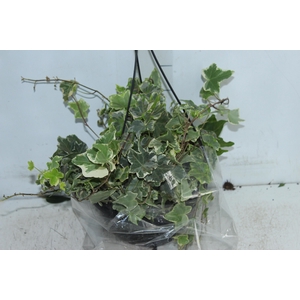 HEDERA VARIEGATA C21