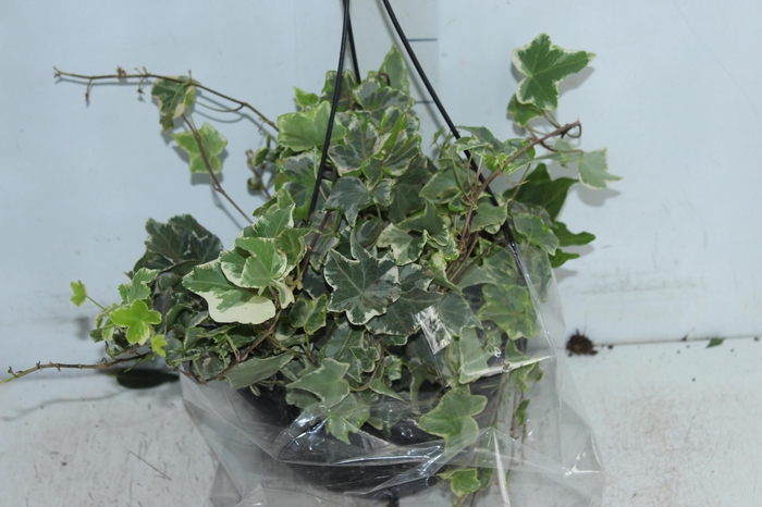 <h4>HEDERA VARIEGATA C21</h4>
