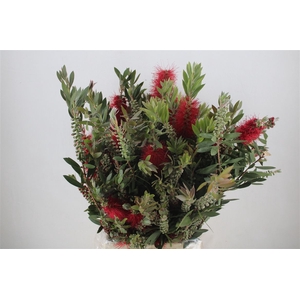 Callistemon P Bunch
