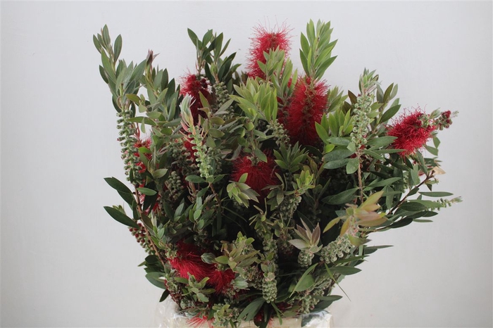 <h4>Callistemon P Bunch</h4>