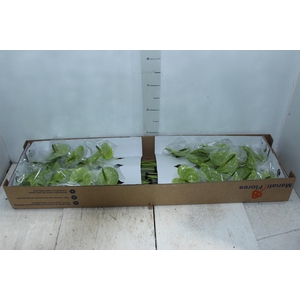 ANTHURIUM MIDORI 9/11 035 CM DIAM MIN 9 CM VERDE