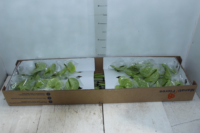 <h4>ANTHURIUM MIDORI 9/11 035 CM DIAM MIN 9 CM VERDE</h4>