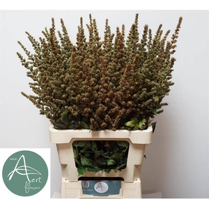 ASTIL AR ERIKA DECOR