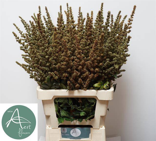 <h4>ASTIL AR ERIKA DECOR</h4>