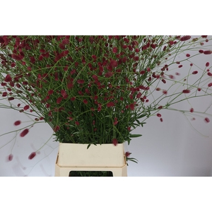 Sanguisorba Off Arnhem