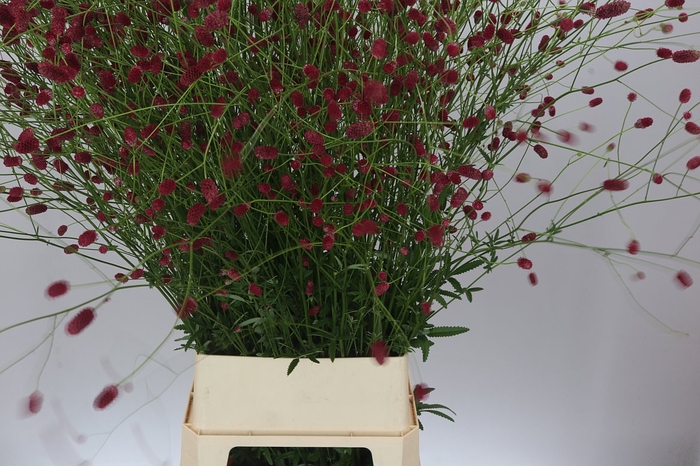 <h4>Sanguisorba Off Arnhem</h4>